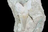 Otodus Shark Tooth Fossil In Rock - Eocene #87028-1